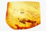 Detailed Fossil Parasitoid Wasp and Ant In Baltic Amber #300726-1